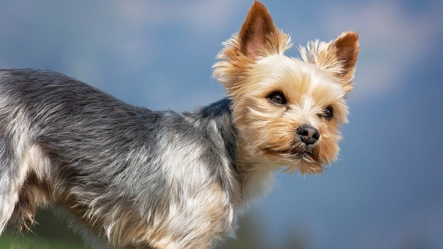 Yorkshire Terrier