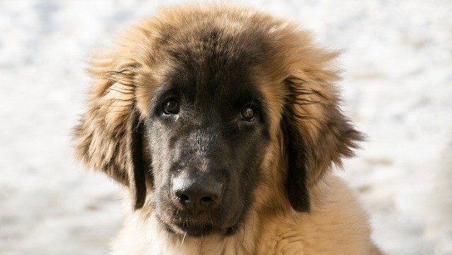 Leonberger