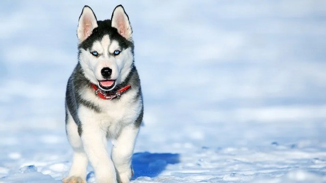 Husky Siberiano