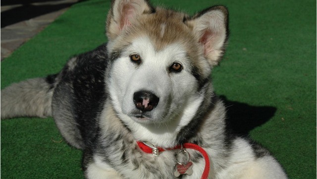 Malamute do Alasca