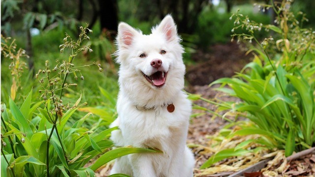 Cão Finlandês da Lapônia
