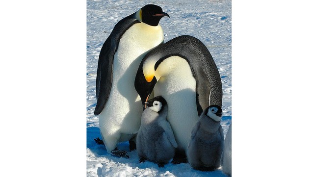 Pinguim-Imperador