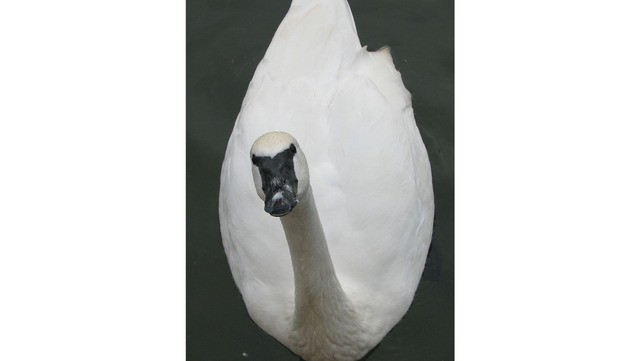 Cisne-trombeteiro
