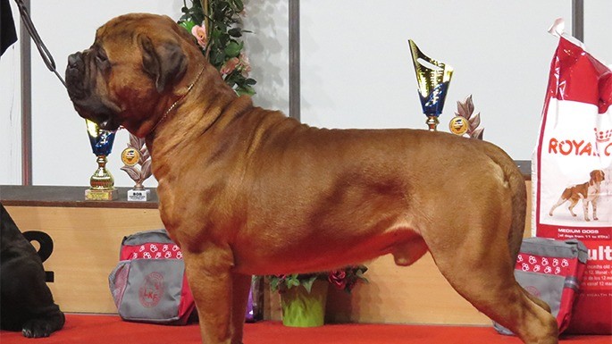 maiorese-melhores-cachorros-mais-caros-01