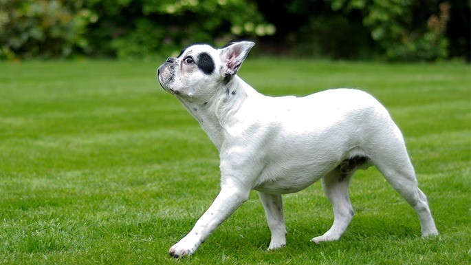 maiorese-melhores-cachorros-mais-caros-07