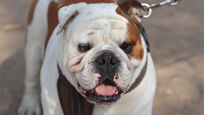 maiorese-melhores-cachorros-mais-caros-9