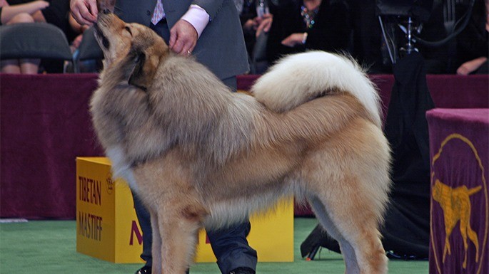 maiorese-melhores-cachorros-mais-caros-10