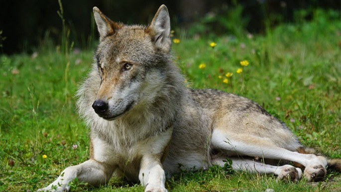 maiorese-melhores-cachorros-mais-caros-11