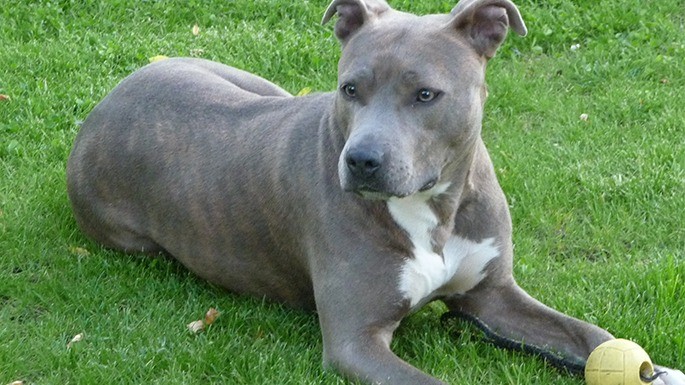 maiorese-melhores-cachorros-mais-caros-12