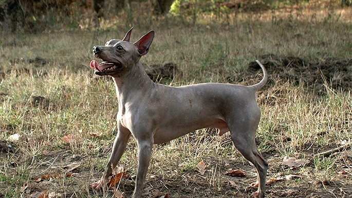 maiorese-melhores-cachorros-mais-caros-13