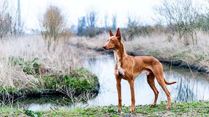 maiorese-melhores-cachorros-mais-caros-14
