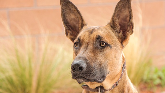 maiorese-melhores-cachorros-mais-caros-22