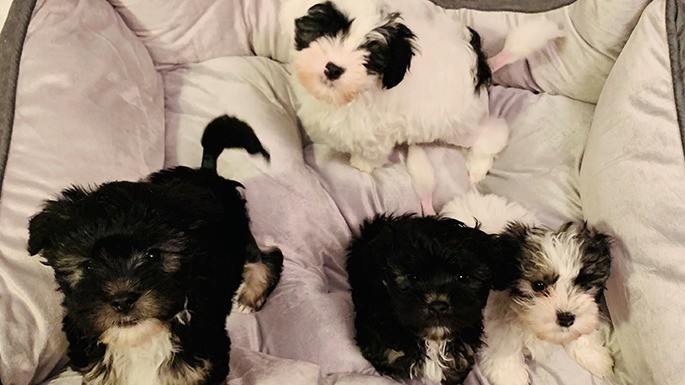 maiorese-melhores-cachorros-mais-caros-23