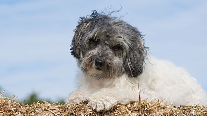 maiorese-melhores-cachorros-mais-caros-25