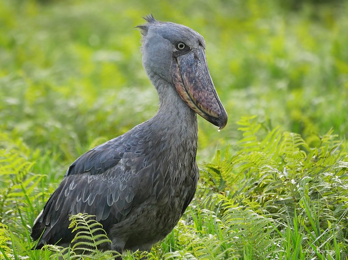 bico de tamanco Balaeniceps rex