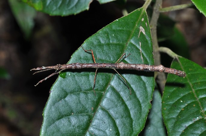 bicho pau Phasmatodea