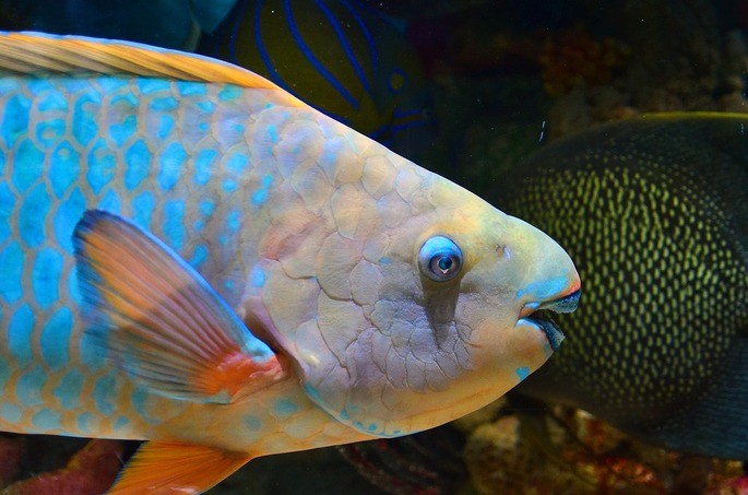 peixe papagaio
