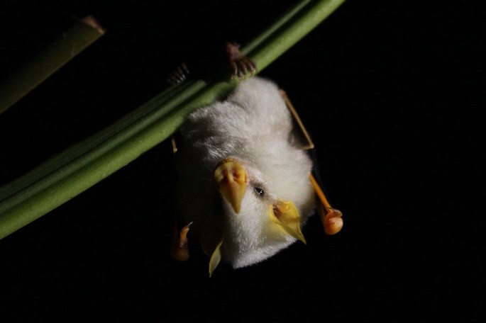 morcego branco Ectophylla alba
