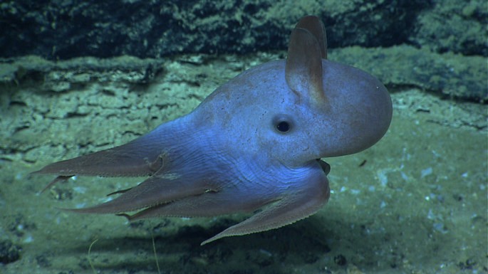 polvo dumbo Grimpoteuthis