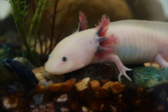 axolotl Ambystoma mexicanum