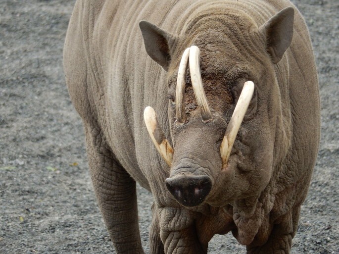 babirusa Babyrousa celebensis
