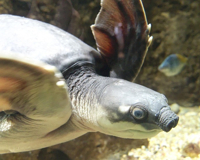 tartaruga focinho de porco Carettochelys insculpta