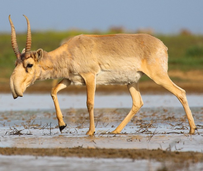 Saiga tatarica