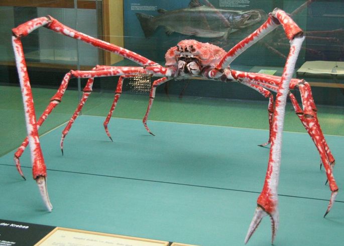 caranguejo gigante japonês Macrocheira kaempferi