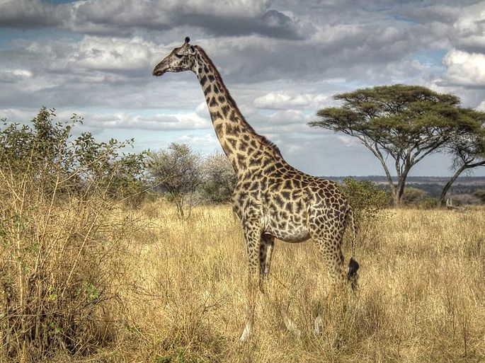 Quais são os maiores animais do mundo? Maiores e Melhores