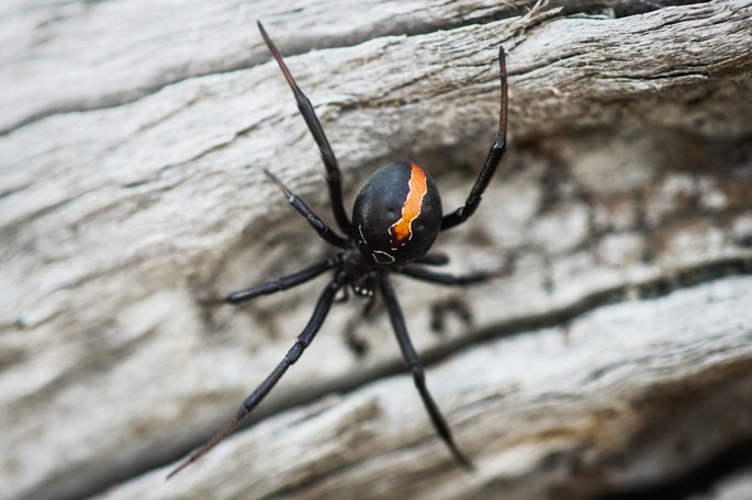 Latrodectus katipo