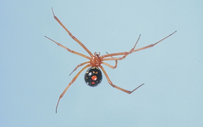 Latrodectus bishopi