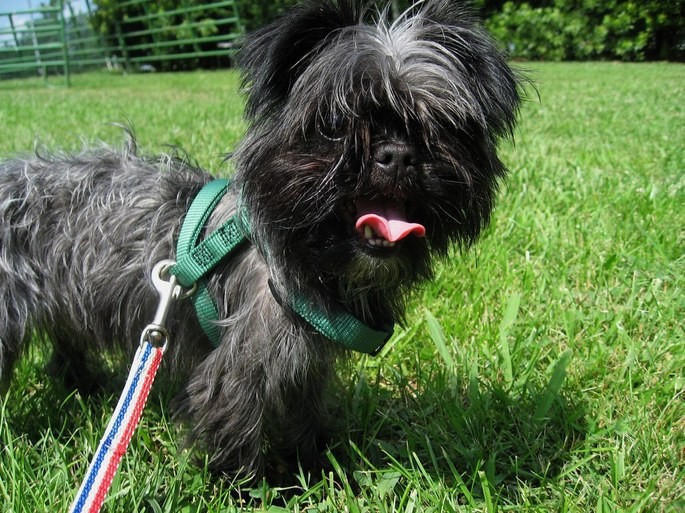 Affenpinscher