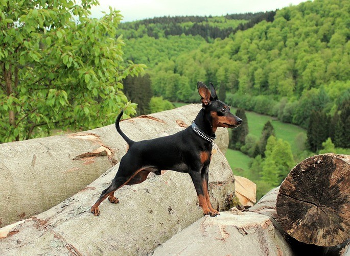 Pinscher miniatura