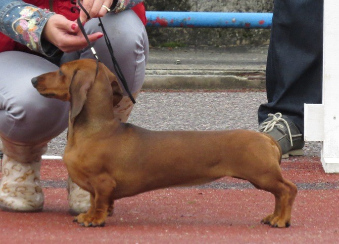 Dachshund