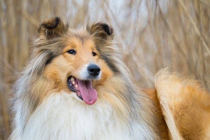Collie