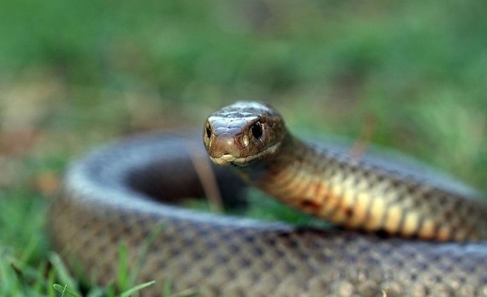 cobra marrom