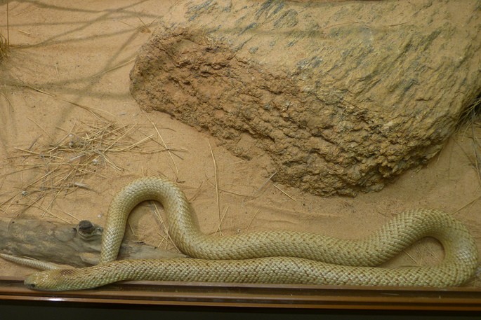 cobra marrom manchada