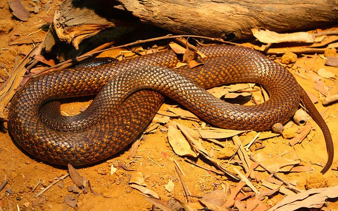 Pseudonaja nuchalis