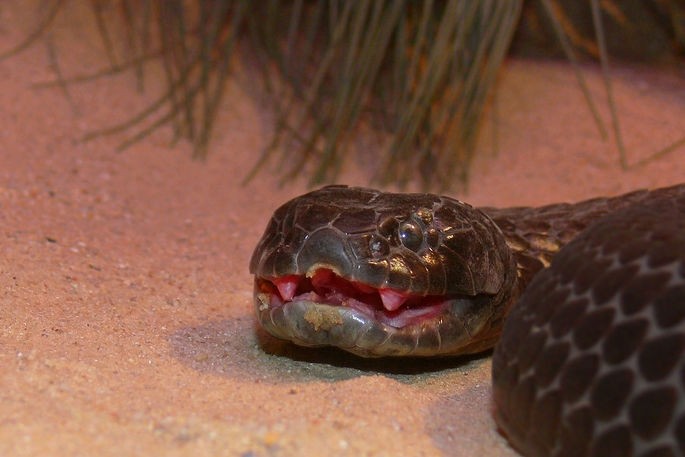 serpente Ilha de Chappell