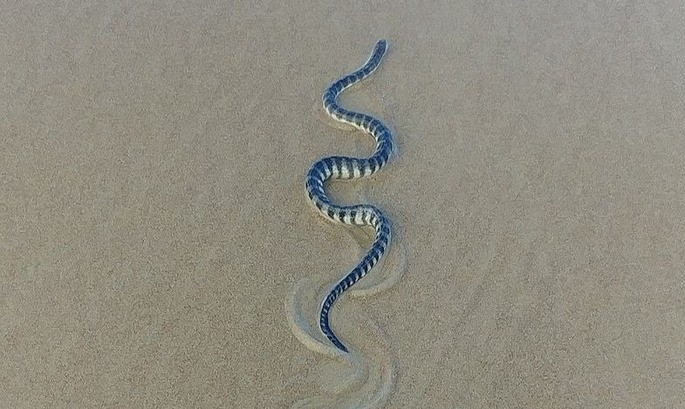 cobra marinha comum