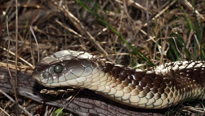 serpente tigre