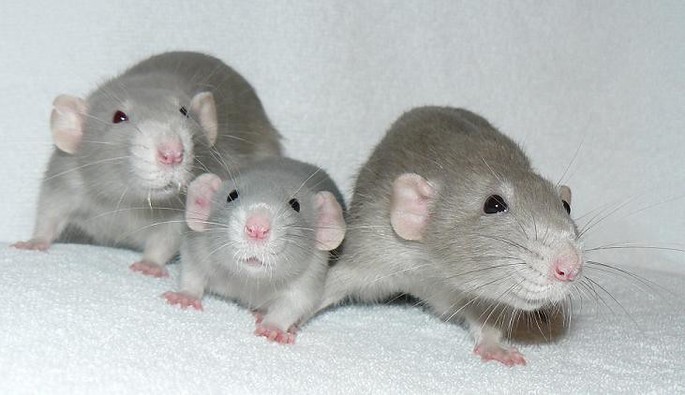 rato twister