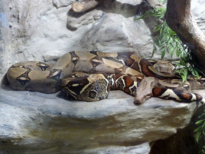 jiboia