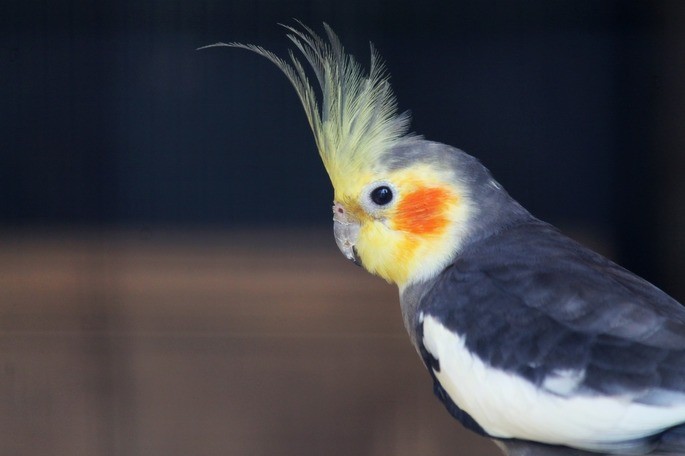 Calopsita