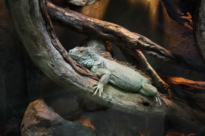 iguana