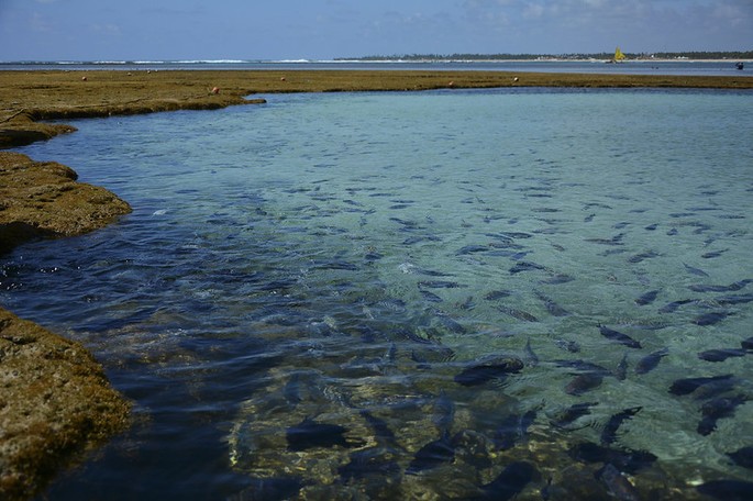 Praia da Vila Porto de galinhas