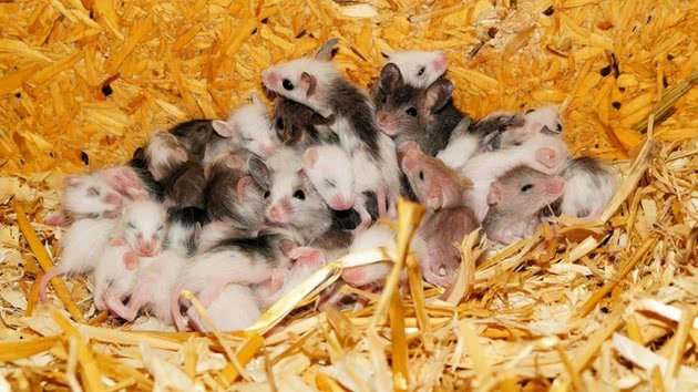 Rato