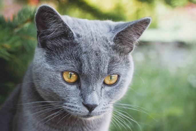 russian blue cat